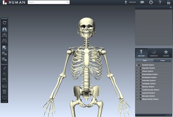 biodigitalhuman_skeleton